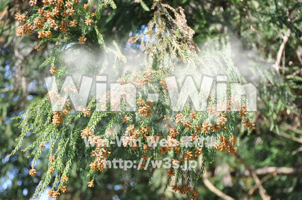 杉花粉の写真素材 W-009359