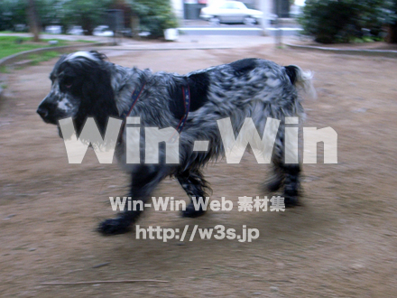 犬の写真素材 W-009104