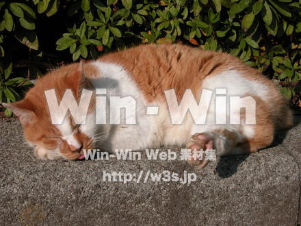 猫の写真素材 W-009139