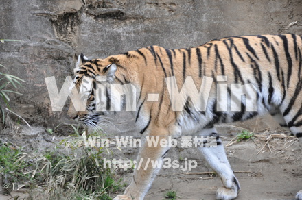 虎の写真素材 W-009534