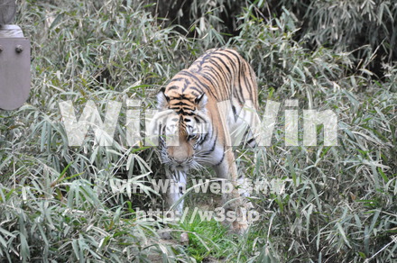 虎の写真素材 W-009530