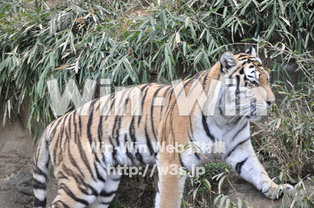 虎の写真素材 W-009531