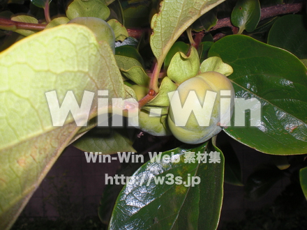 柿の木の写真素材 W-008251