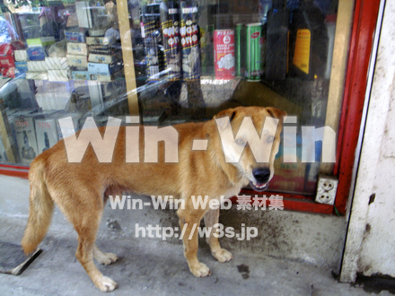 犬の写真素材 W-009109
