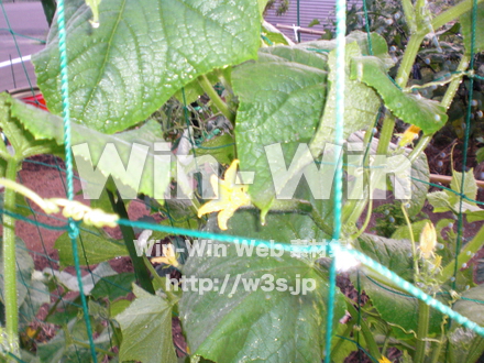 野菜の写真素材 W-011210