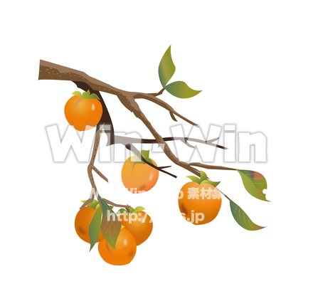 柿の木のCG・イラスト素材 W-011476