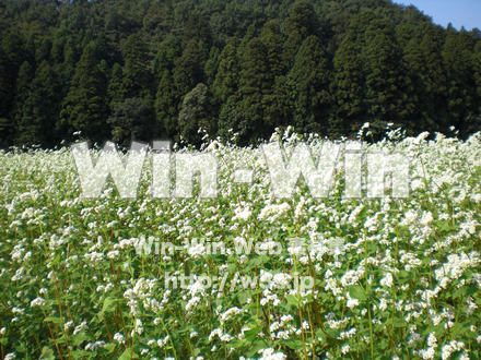 蕎麦の花の写真素材 W-011916