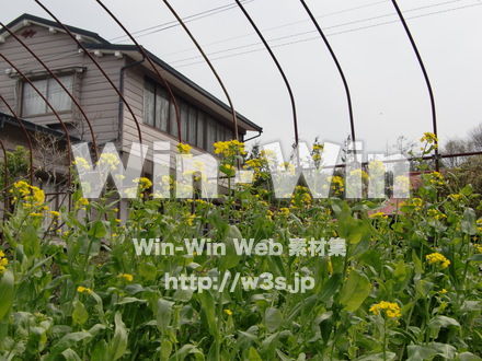 菜の花畑の写真素材 W-011846