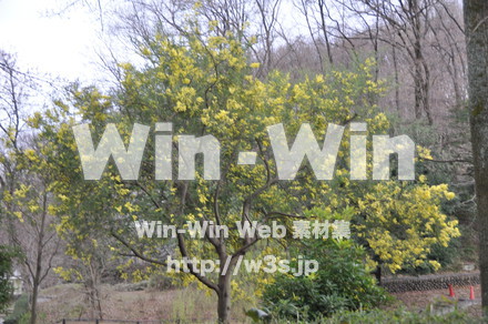 レンギョウの写真素材 W-011918