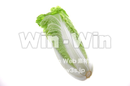 白菜の写真素材 W-012970