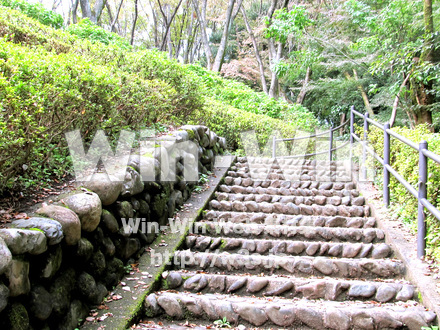 東高根森林公園。の写真素材 W-013019