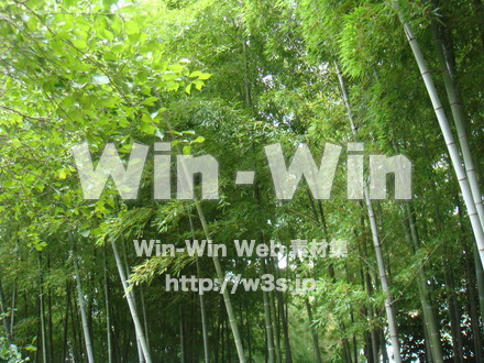 竹林の写真素材 W-012645