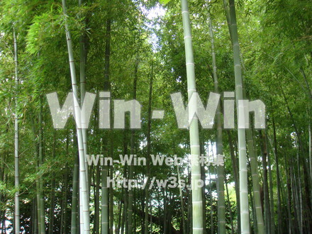 竹林の写真素材 W-012646