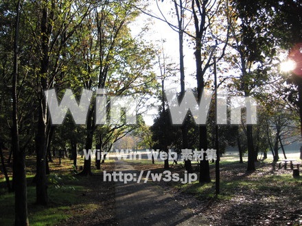 水沢の森の写真素材 W-012541