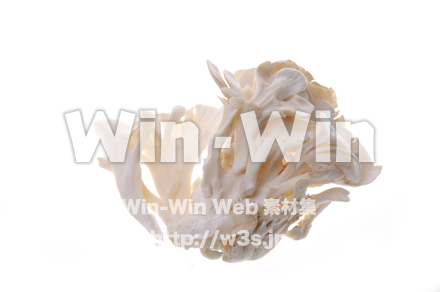 白舞茸の写真素材 W-012985