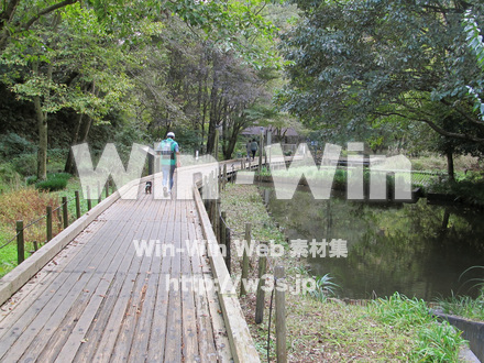 東高根森林公園。の写真素材 W-013049