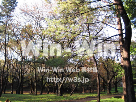 水沢の森の写真素材 W-012527