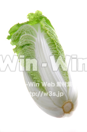 白菜の写真素材 W-012971