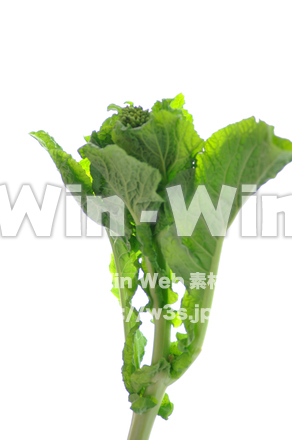 菜の花の写真素材 W-013529