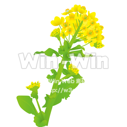 菜の花のCG・イラスト素材 W-015933
