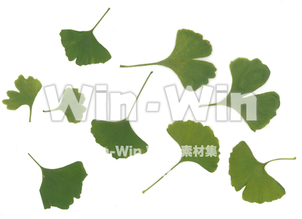 銀杏の葉（緑）の写真素材 W-015416