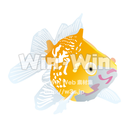 金魚のCG・イラスト素材 W-015639