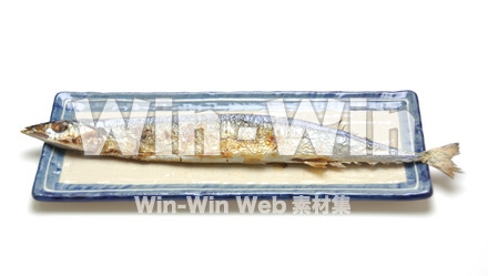 秋刀魚の写真素材 W-015582