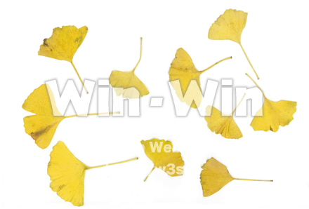 銀杏の葉（黄色）の写真素材 W-015415