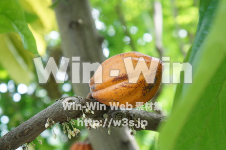 カカオの木の写真素材 W-017745