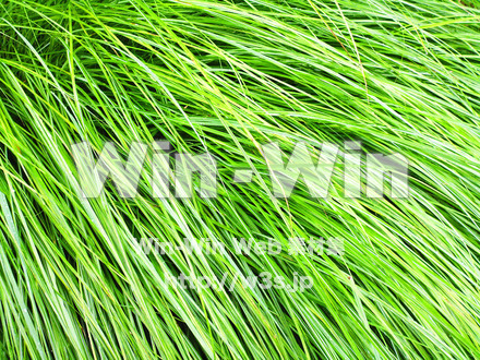 草の写真素材 W-017399