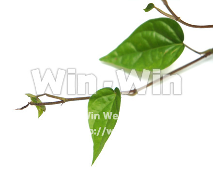 キンマの葉の写真素材 W-017766