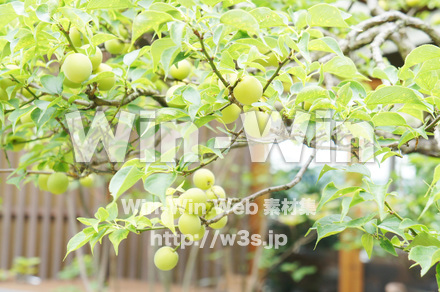 梅の実ですの写真素材 W-017203