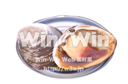 ホッキ貝の写真素材 W-017013