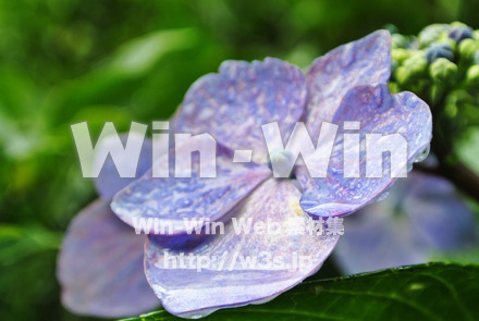 紫陽花の写真素材 W-017390