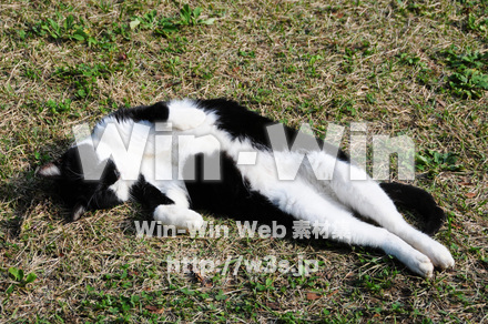 ネコの写真素材 W-018153