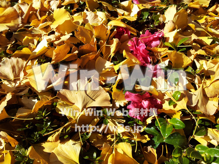 イチョウの落ち葉の写真素材 W-019551