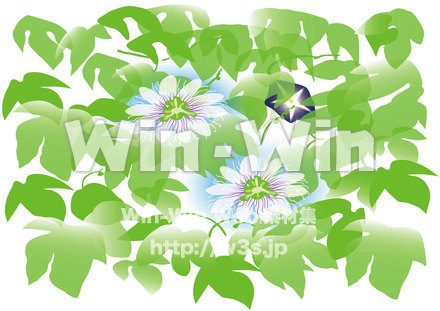 緑のカーテン（パッションフルーツ花）のCG・イラスト素材 W-019206