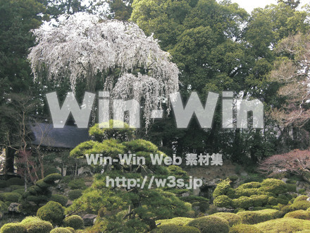 恵林寺の春の庭の写真素材 W-018449