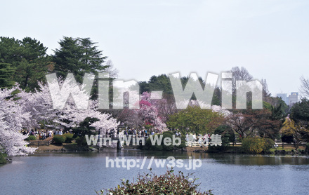 新宿御苑の桜の写真素材 W-018452