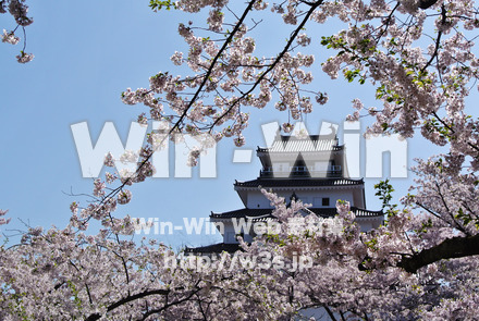 春の鶴ヶ城の写真素材 W-018454