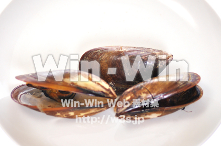 くちの開いたムール貝の写真素材 W-020974