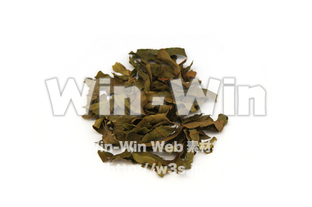グァバ茶葉の写真素材 W-021145