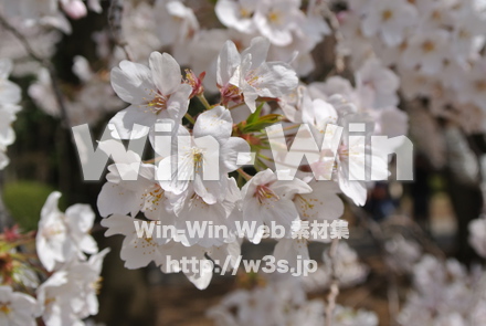 新宿御苑の桜の写真素材 W-021418