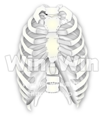 肋骨のCG・イラスト素材 W-020729