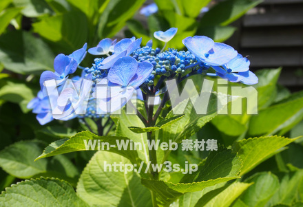 紫陽花の写真素材 W-020601