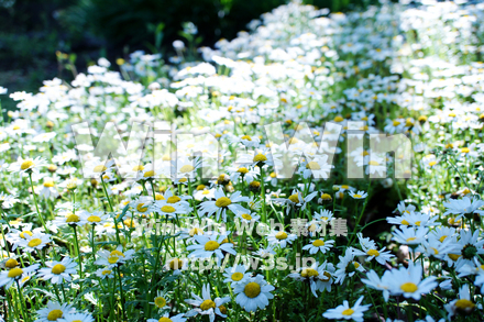 白い花の写真素材 W-021209