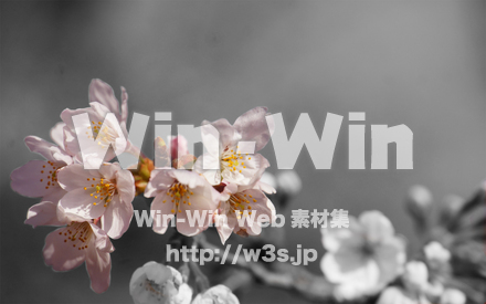 桜の写真素材 W-021214