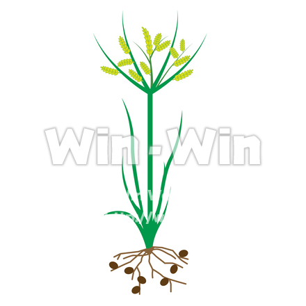 タイガーナッツの植物のCG・イラスト素材 W-020640