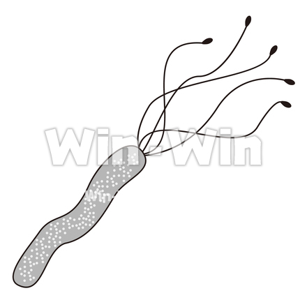 ピロリ菌のシルエット素材 W-022999