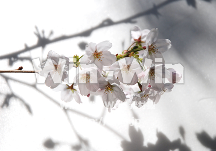 桜の写真素材 W-022097